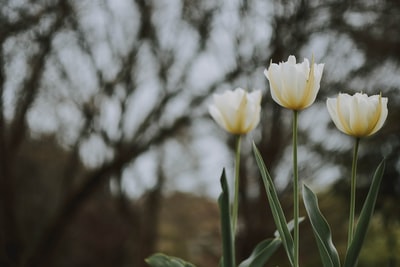 三朵白色和黄色花瓣的花